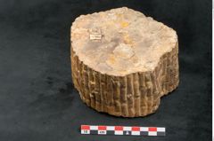 Foto (Seitenansicht) von Sigillaria sp. (NHMW-GEO-2024-0188-11102)